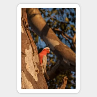 Galah Sticker